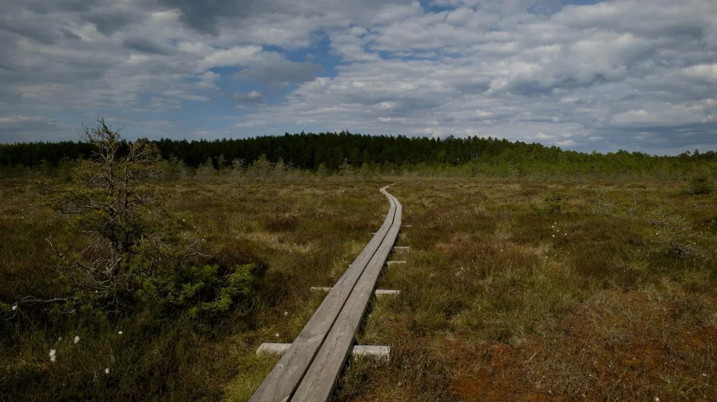 Free stock photo of boardwalk, bog, ecosystem